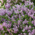 When Do Lilacs Bloom? Unlock Timing Tricks for Vibrant Blossoms