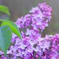 When Do Lilacs Bloom in Your Zone? Timing Guide & Garden Tips