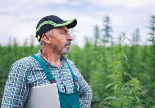 What Is Suver #8 and How Does It Relate to Suver Haze?