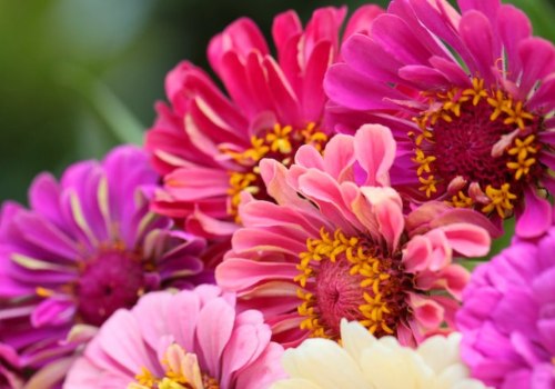 Do Zinnias Come Back Every Year? Discover the Secret to Long Blooms