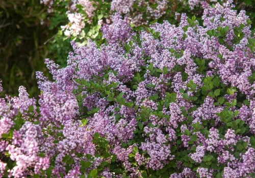 When Do Lilacs Bloom? Unlock Timing Tricks for Vibrant Blossoms