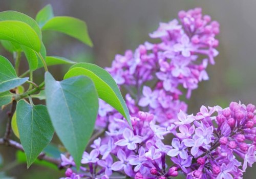 When Do Lilacs Bloom in Your Zone? Timing Guide & Garden Tips